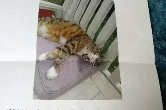 Chat perdu, , photo: Chat mâle perdu, tatoué, pucé, Pierrefitte