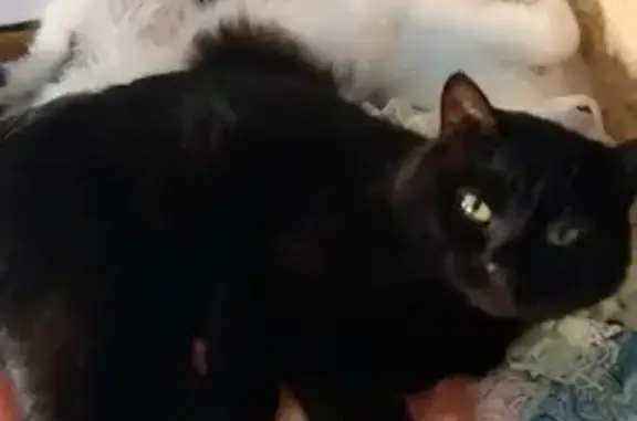 Animaux perdus , photo: Chat disparu Garçon (fl523068)