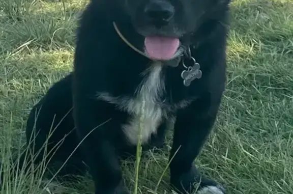 Lost Pekingese Cross: Black & White in Benoni