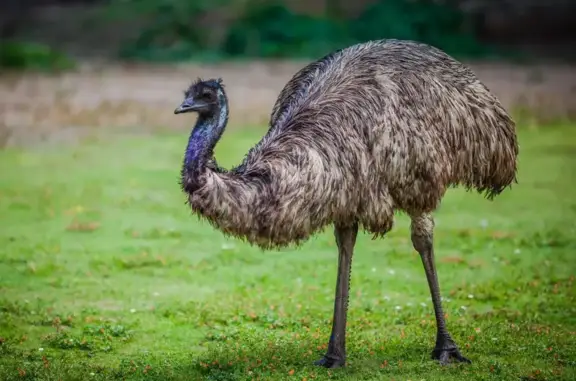 Lost Emu in Crofton: Help Find Charlemagne!