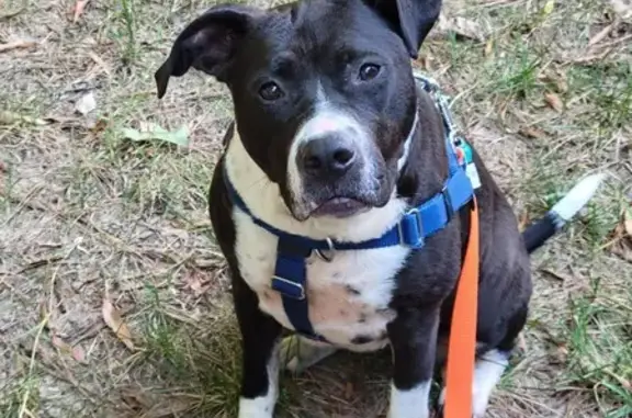 Found: Friendly Black & White Pittie in Durham