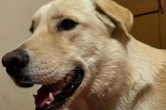 Perro güero, raza labrador. ¡Perdido!

Perro Macho de 1 año y 6 meses. Se perdió el día 25 de agosto 2024, se salió de la colonia Tulipanes 4  y no ha regresado.  POR FAVOR DE COMUNICARSE