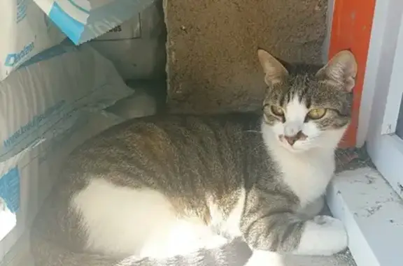 Chat trouvé , photo: Chatte sans collier, sociable, Curzay-sur-Vonne