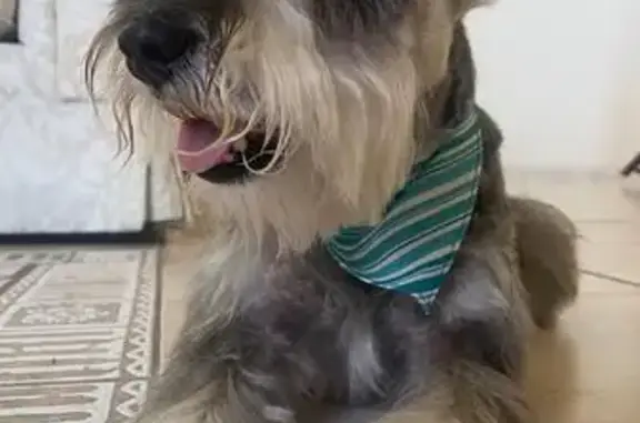 ¡Perro Schnauzer Gris Perdido en Tulipanes 4!