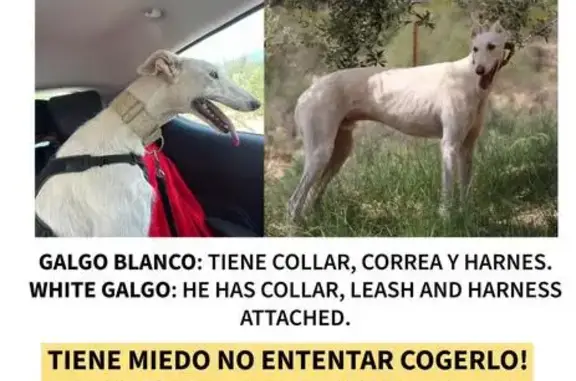 ¡URGENTE! Perro Galgo Blanco Perdido en l'Ampolla