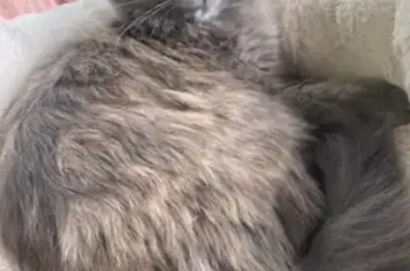 Chat perdu, Bessines-sur-Gartempe, photo: Chatte grise perdue, patte blanche arrière