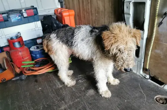 Fox terrier femelle trouvée à Tossiat - photo
