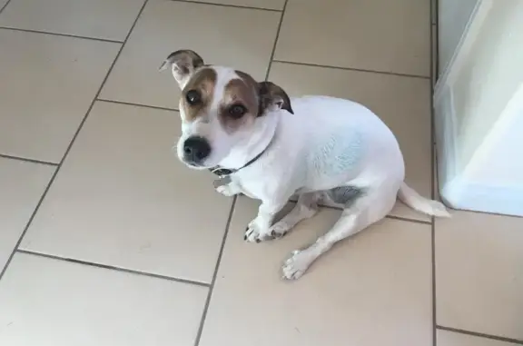 Missing 13yr Jack Russell from Ocala Gas Station