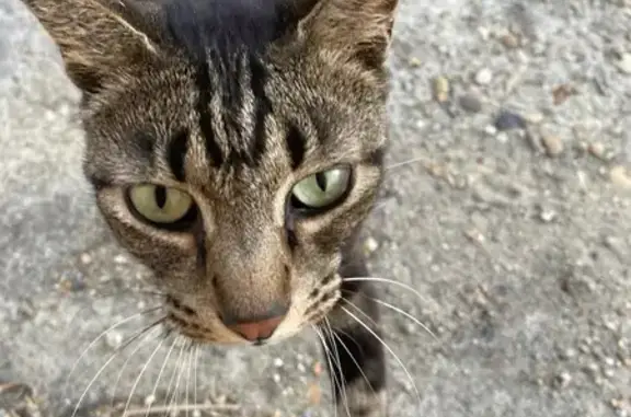 Chat trouvé à Branne cherche maison - photo