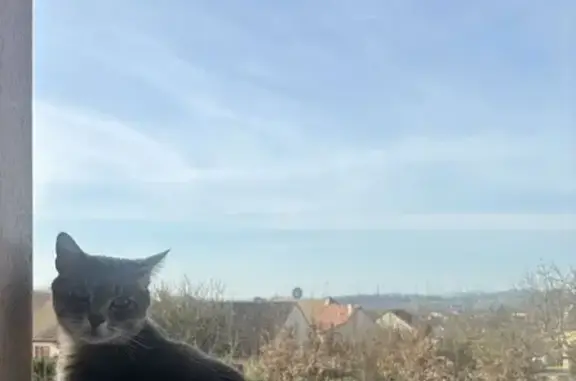 Animaux perdus Étang-sur-Arroux, photo: Chat disparu Garçon, Étang-sur-Arroux (fl523083)