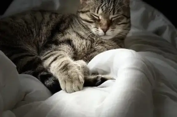 Chat perdu, Lipsheim, photo: Chat perdu à Lipsheim : Norman tigré 7 ans
