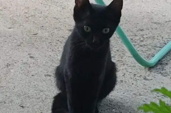 Animaux trouvés Saint-Médard-de-Mussidan, photo: Chat noir trouvé, 4 mois, Rue de la Mairie