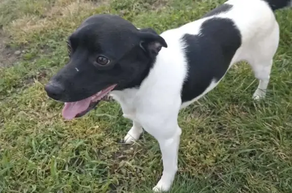 Lost Black & White Terrier - East Tabor St.