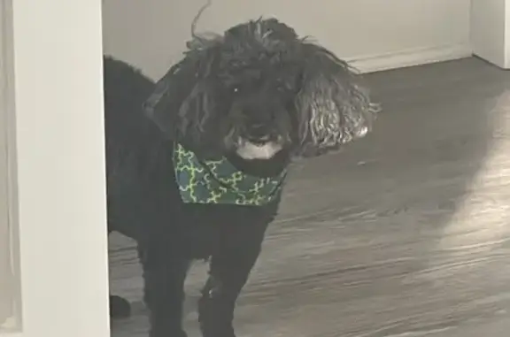 Missing: Elderly Black Toy Poodle in GA