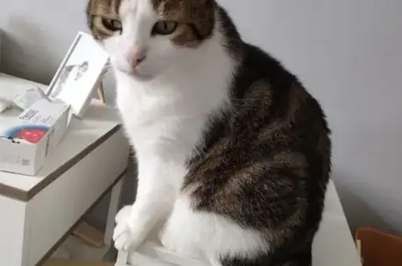 Chat perdu, Saint-Vit, photo: Chat disparu Garçon, Saint-Vit (fl523088)