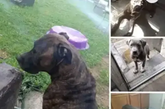 Lost Dogs: Blue & Brindle in Pittsburgh