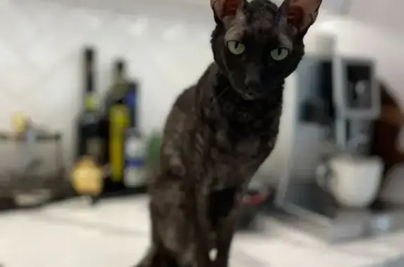 Lost Black Cornish Rex Cat: Hubba, Libertyville