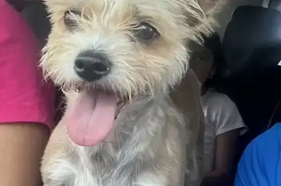 Lost Tan Terrier on Barrington Ave, Clifton