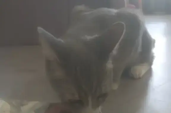 Jeune chat tigré gris-blanc trouvé à Montpellier - photo