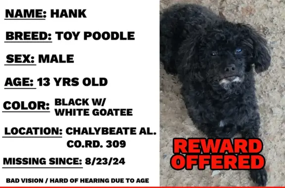 Missing Toy Poodle: Black & White, Hillsboro