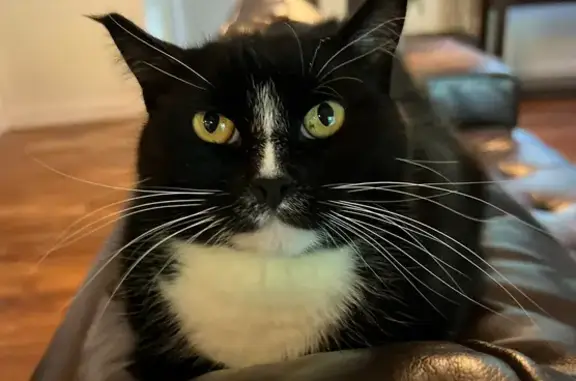 Lost Petite Black & White Cat in Tigard