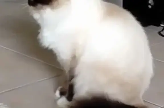 Animaux trouvés Langon, photo: Chat crème perdu, yeux bleus, Langon