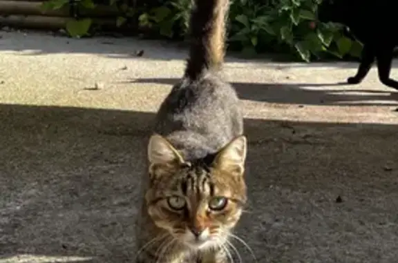 Chat trouvé , photo: Chat trouvé : jeune femelle docile à Saint-Loup