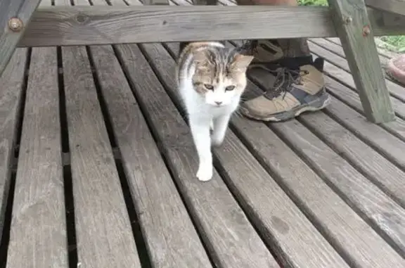 Chat trouvé à Aleu : très sociable et affamé - photo