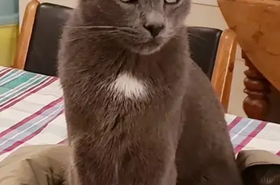 Animaux perdus , photo: Chat gris Nino perdu à Vazeilles-Limandre