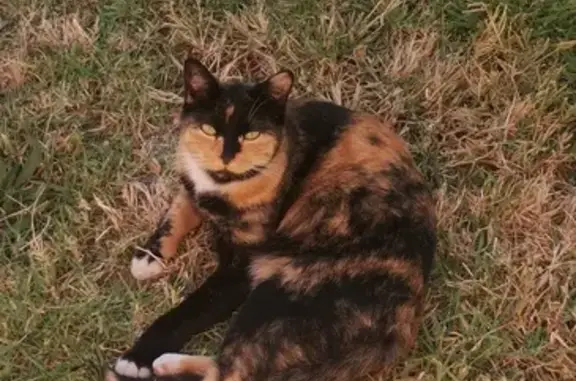 Lost Female Cat: Mixed Colors, Brakpan