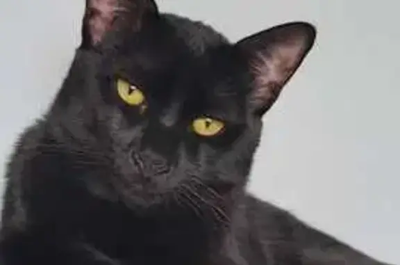 ¡Urgente! Gato Bombay negro perdido en Denia