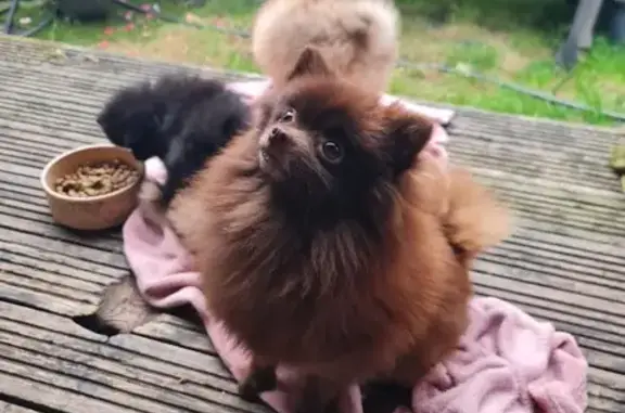 Lost Brown Pomeranian on Eccles Old Road