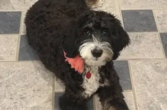 Lost Mini Bernadoodle: West Erie St, Chicago