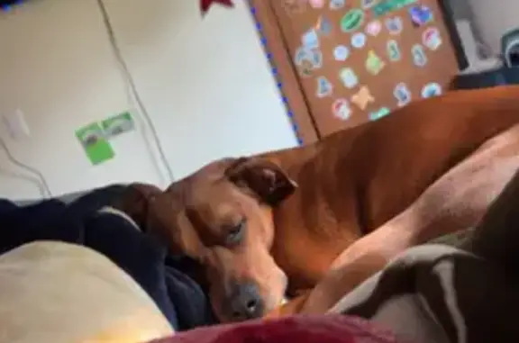 Missing Copper Boxer-Doberman in East Hampton