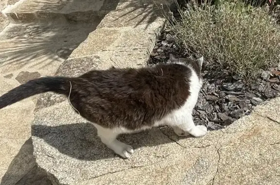Animaux trouvés , photo: Chatte âgée trouvée amaigrie à Fromental