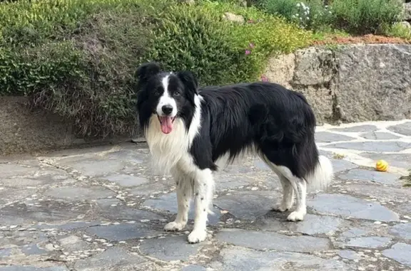 Animaux trouvés , photo: Chien Border Collie perdu à Chenereilles