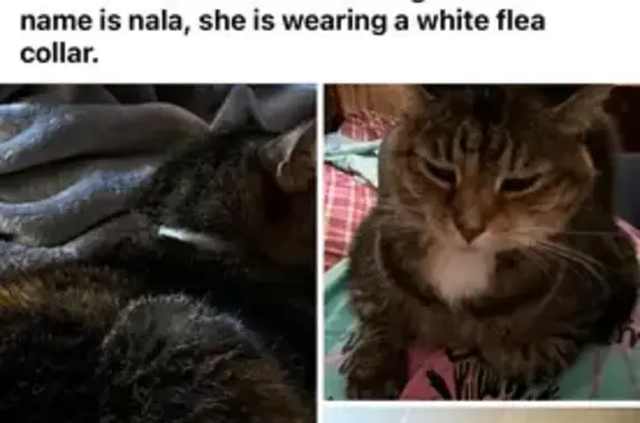 Missing Cat Nala: Lost Near Mclane Ave, Morgantown