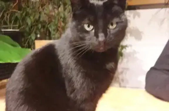 Chatte noire disparue à Pocé-les-Bois - photo