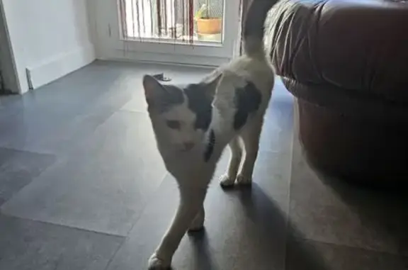 Chat trouvé non castré, rue Thomas, Le Chambon - photo