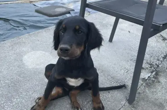 Chien trouvé peureux mais docile à Nantes - photo