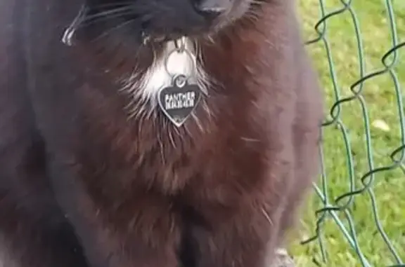 Chat noir disparu, collier cœur, rue de l'Église - photo