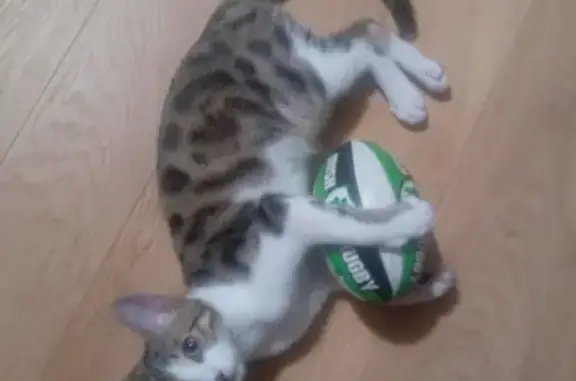 Chat perdu, , photo: Chatte Perdue, 8 Mois, Moitié Bengale