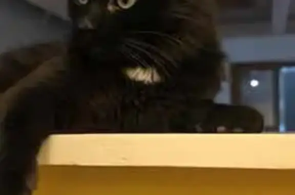 Animaux perdus Marseille Bompard, photo: Chat noir perdu, poils longs, détails blancs