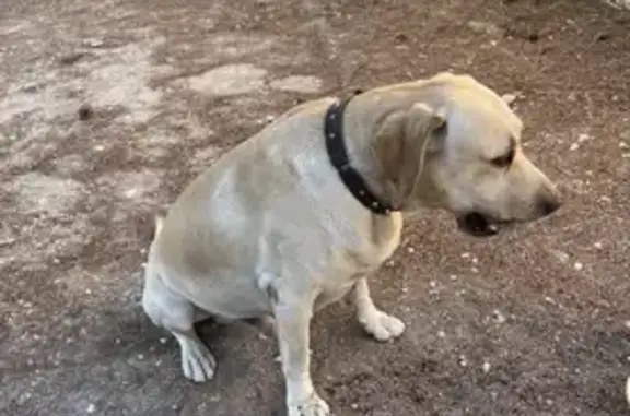Labrador sable trouvé à la gare de Lavéra - photo