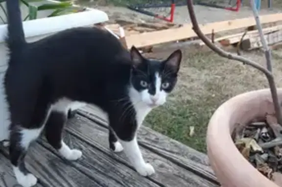 Chat européen noir et blanc disparu à Villaz - photo