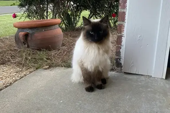 Lost Siamese Cat with Blue Eyes in Madison