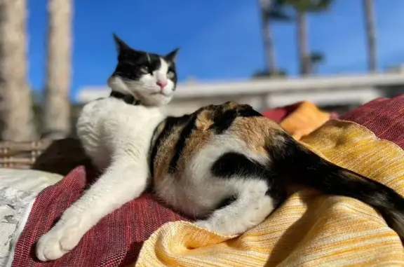 Gata Tricolor Perdida en Elche - Muy Cariñosa