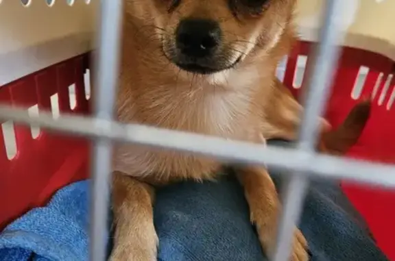 Chihuahua mâle blond trouvé à Saint-Priest - photo