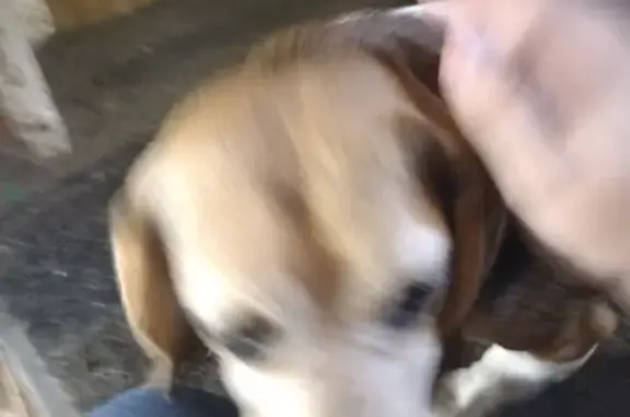 Found: Older Female Beagle on White Street