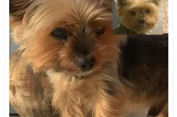 Chien perdu : Petit Yorkshire noir et feu - photo